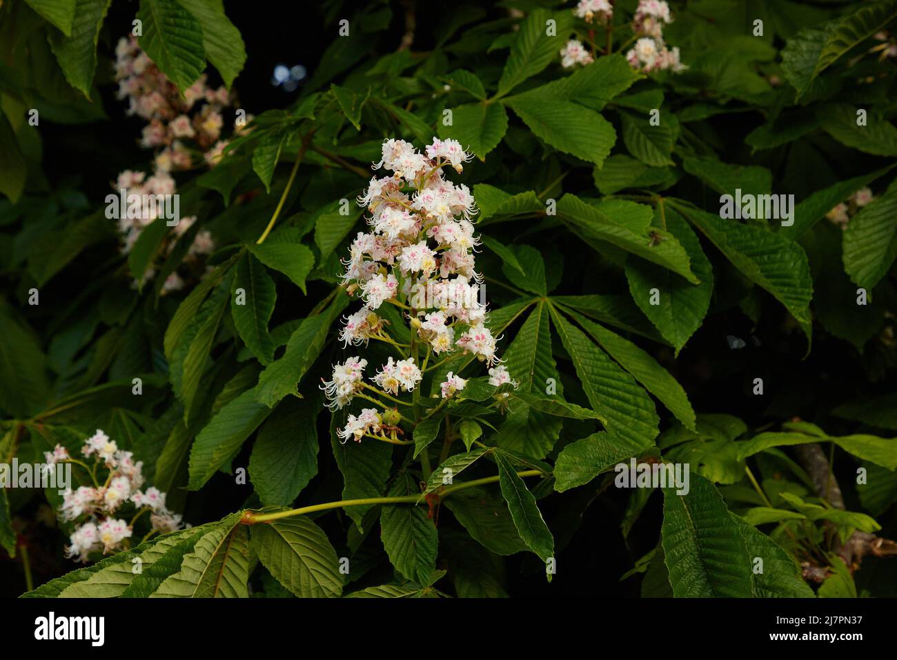 Close up of Aesculus hippocastanum flower seen outdoors in the UK in spring. Stock Photo