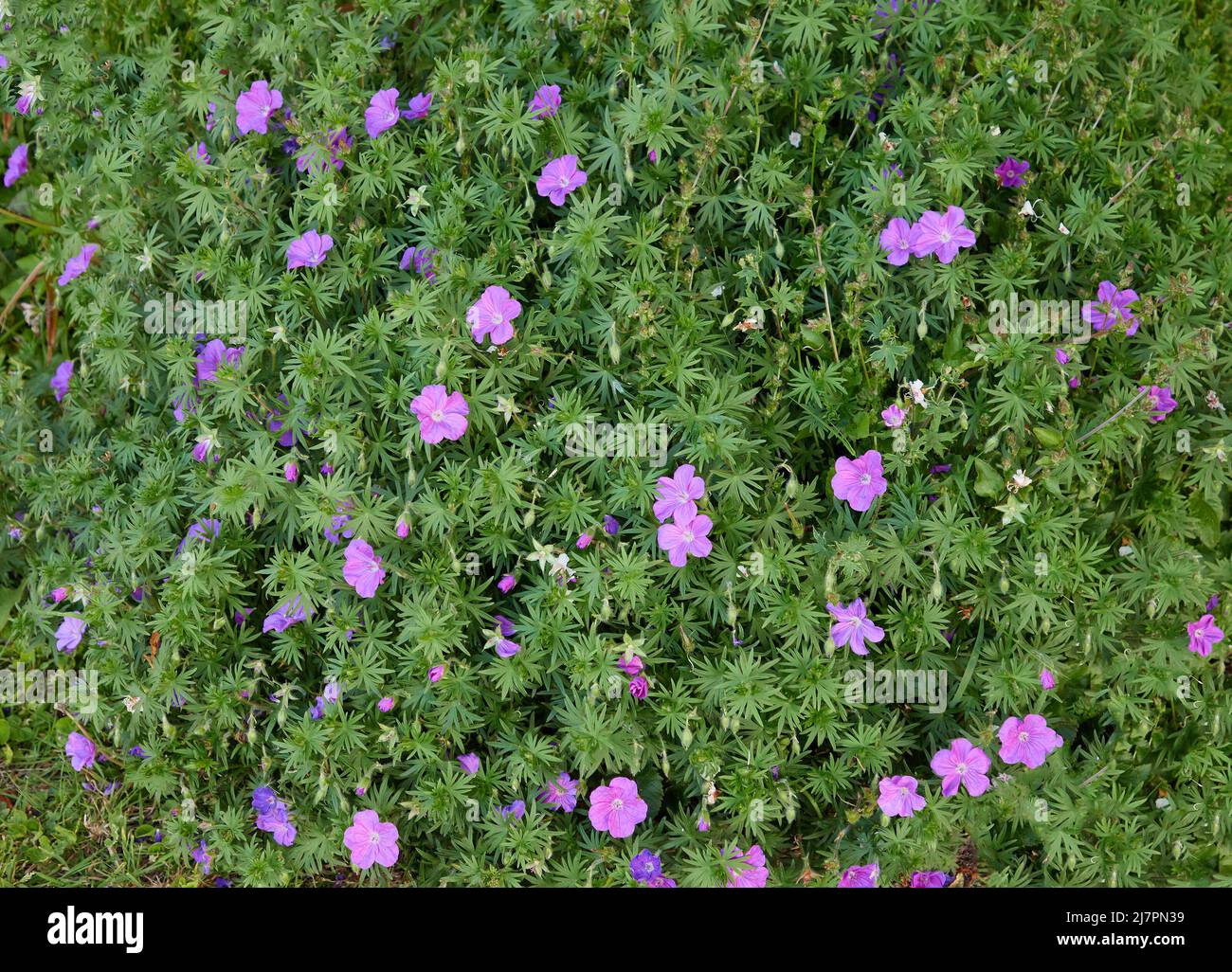 Blue flowering herbaceous geranium seen outdoors in May. Stock Photo