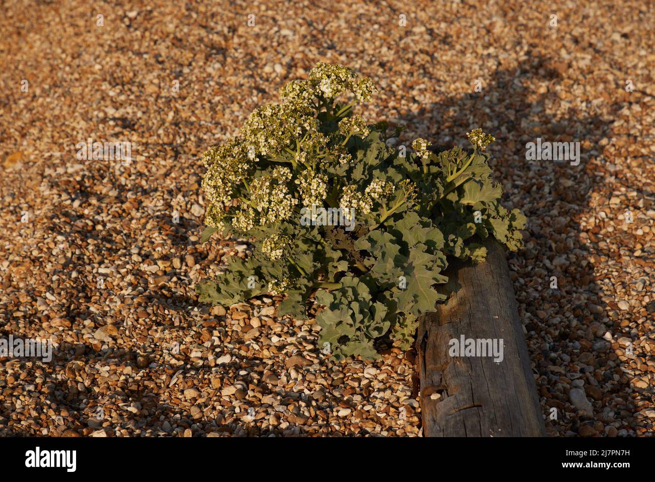Flowering sea kale seen against a piece of driftwood in gravel on the beach on the south coast of the UK. Stock Photo