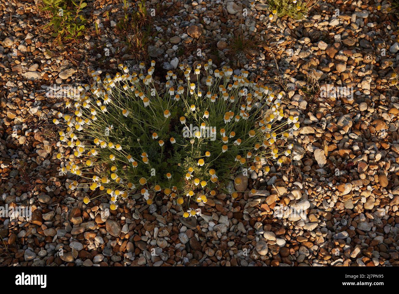 Low growing Argyranthemum seen after flowering in the gravel garden. Stock Photo