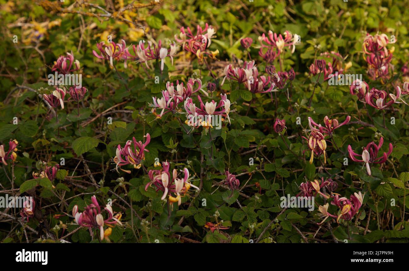 Close up of Honeysuckle flowers and plant seen in late spring. Stock Photo