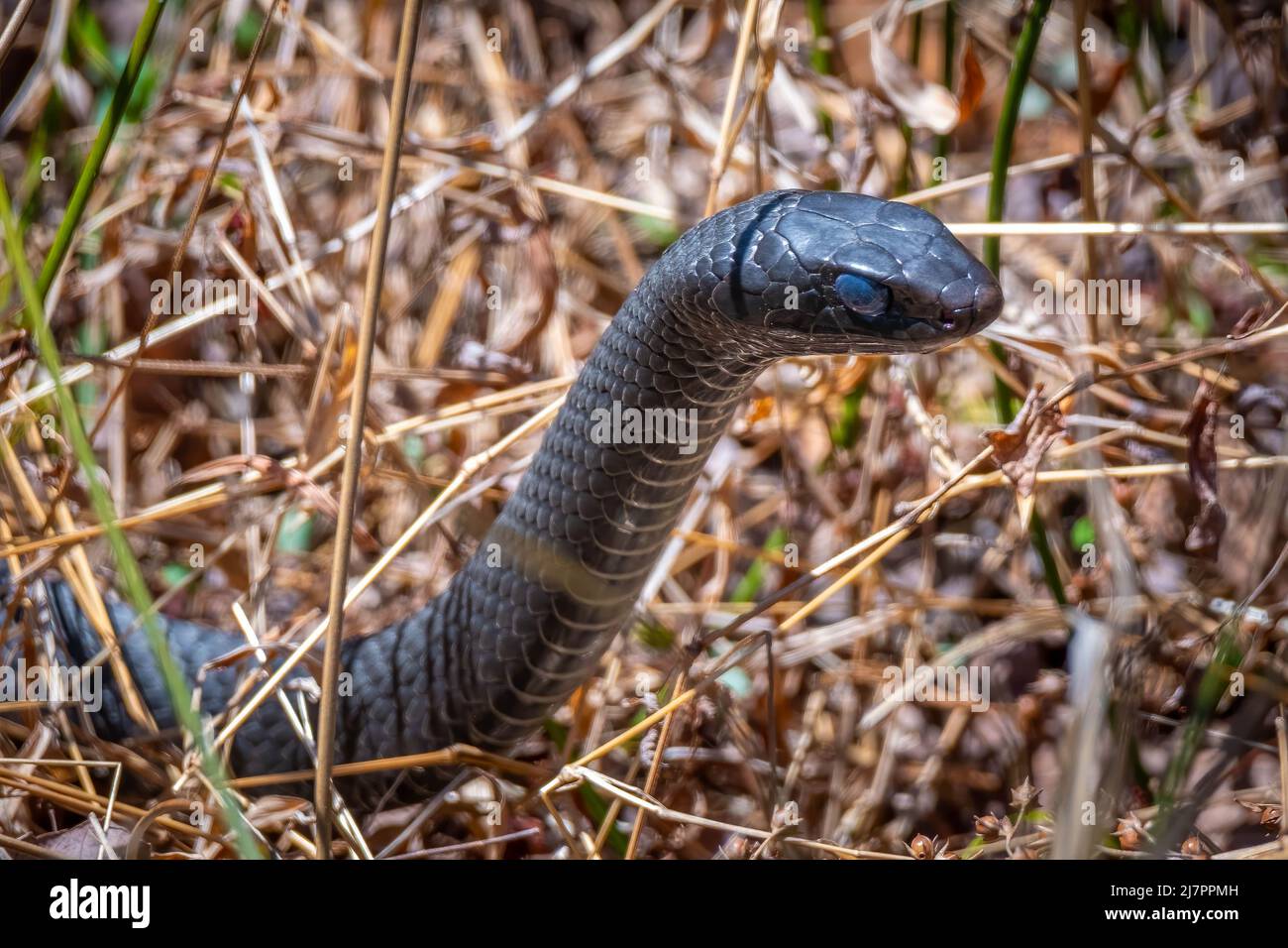 Northern Black Racer (Coluber Constrictor Constrictor) with its head raised. The blue colored eyes indicate it is ready to shed its skin. Raleigh, Nor Stock Photo