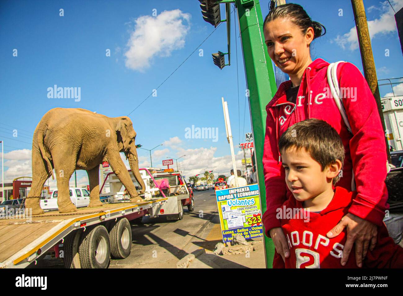 A large elephant, a tiger, a hippopotamus and a camel are paraded on a platform and cage by the Atayde circus in the city on December 23, 2010 in Hermosillo Mexico. Colosio Boulevard and Fifth Mayor. animals subdued, domesticated and turned into puppets for human entertainment. The circus is itinerant, which means that animals are constantly moved, and not only from one city to another, but also from one country to another. (© Photo Luis Gutierrez by NortePhoto.com)  Un gran elefante, un tigre, Hipopótamo y un camello son paseados en una plataforna y jaula  por circo Atayde en la ciudad el 23 Stock Photo