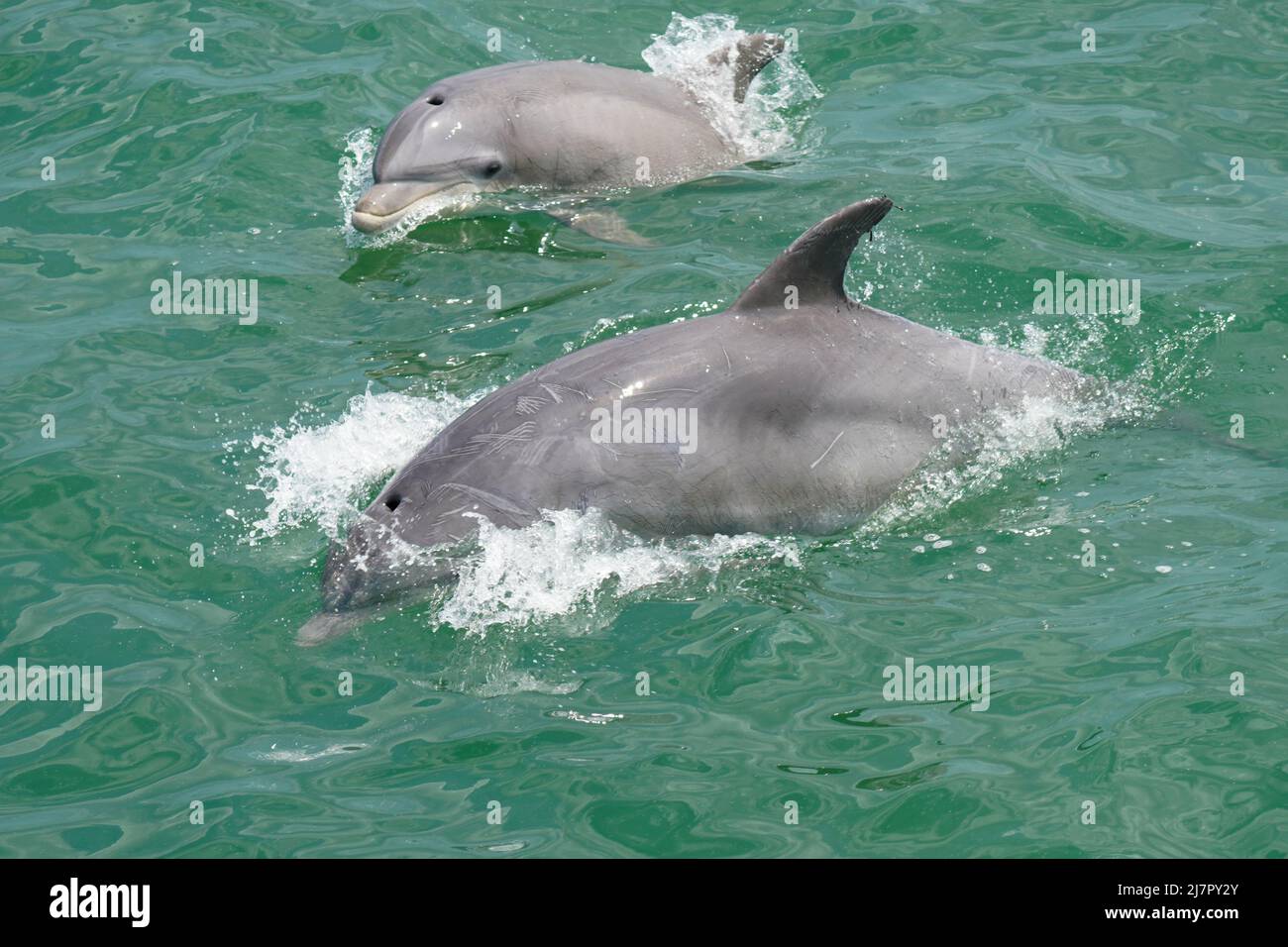 A Pair of Common Bottlenose Dolphins - Tursiops truncatus - swimming off the coast of Virginia Stock Photo