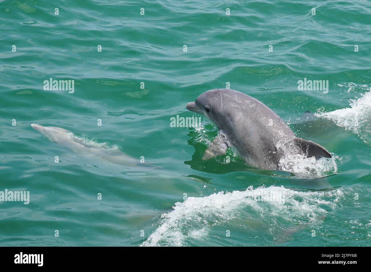 Bottlenose Dolphins - Tursiops truncatus - swimming and feeding in the Atlantic Ocean Stock Photo