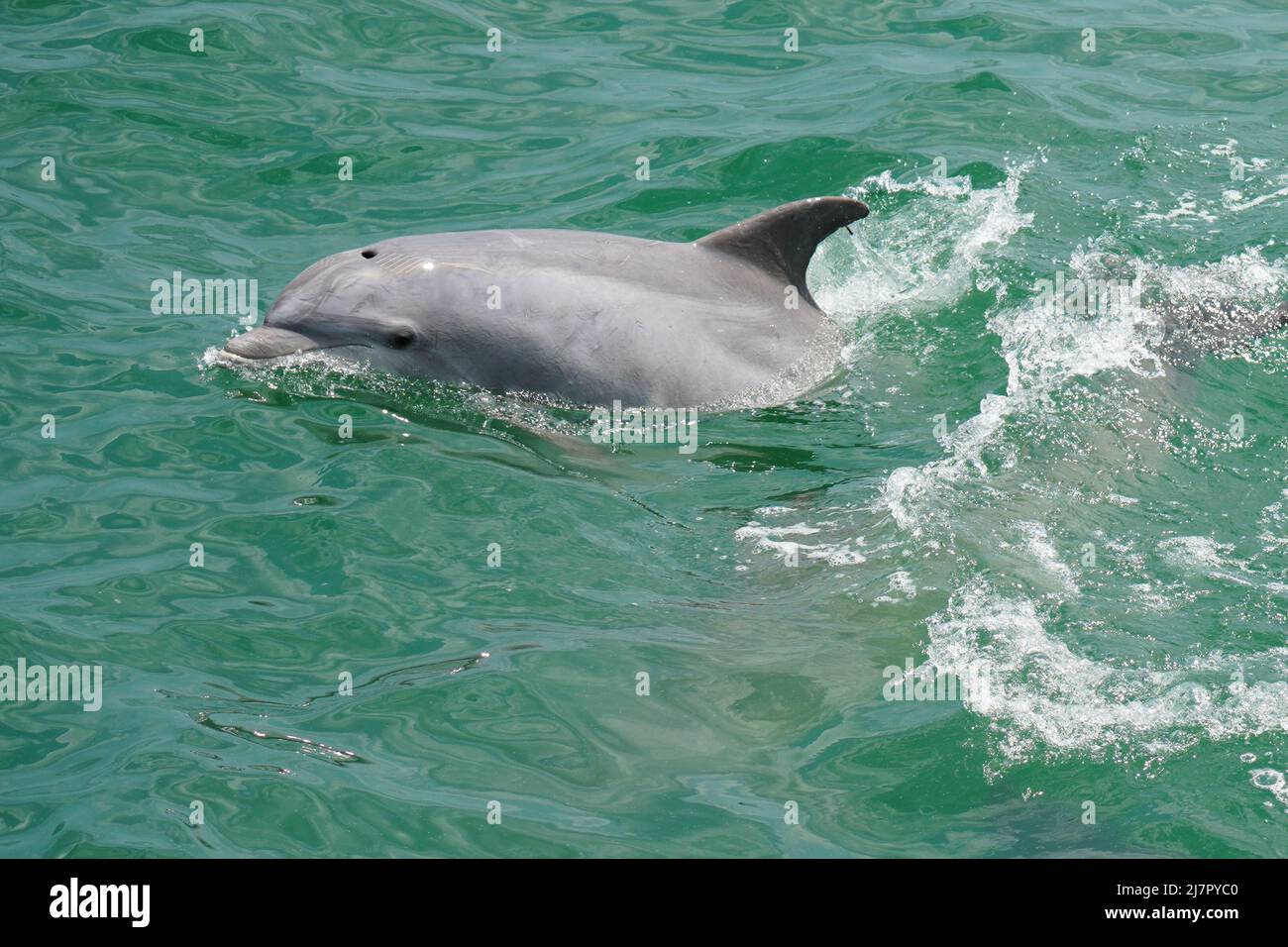 A Common Bottlenose Dolphin - Tursiops truncatus - swimming alongside a boat off the coast of Virginia Stock Photo