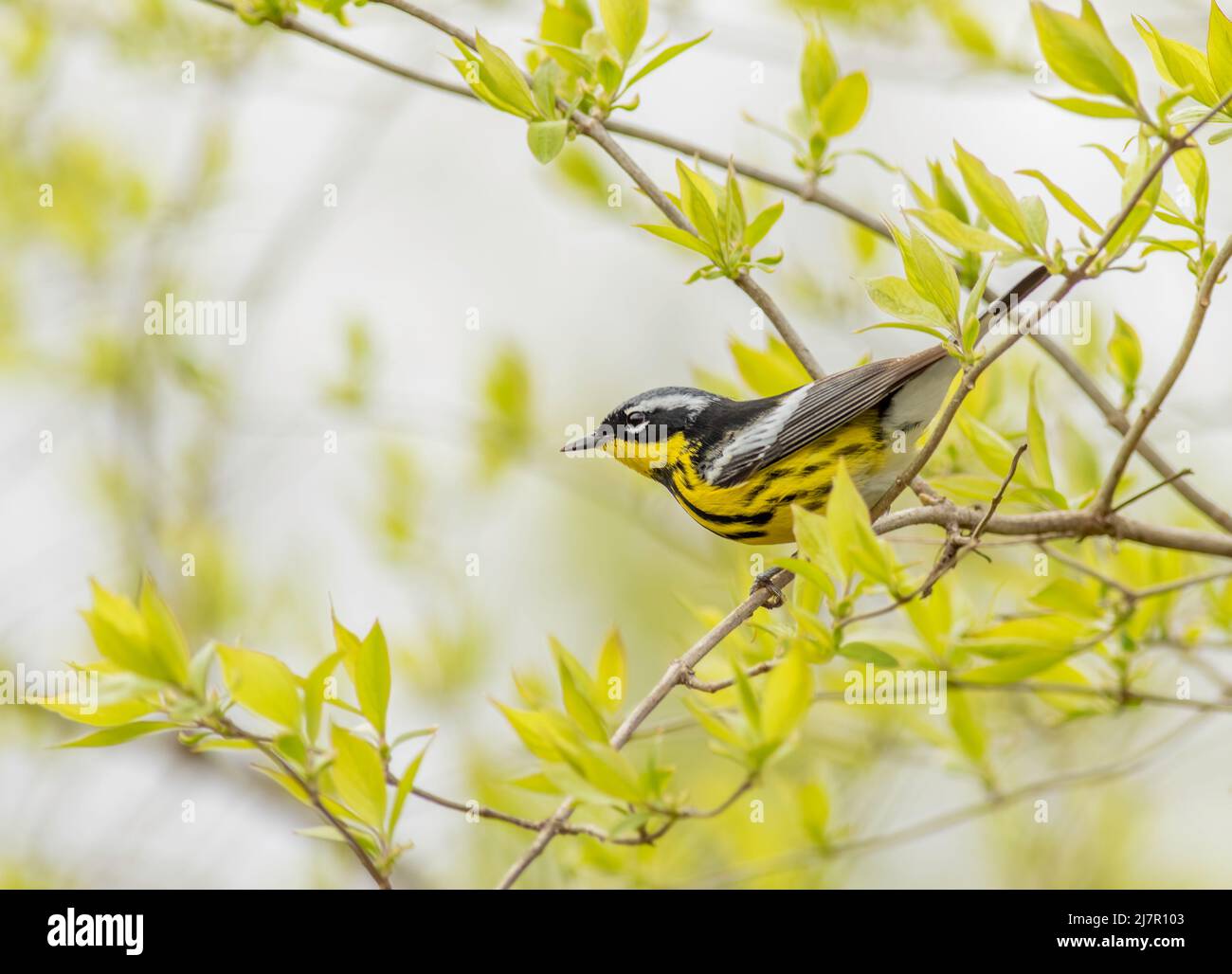 A male magnolia warbler perched in a bush during spring bird migration ...