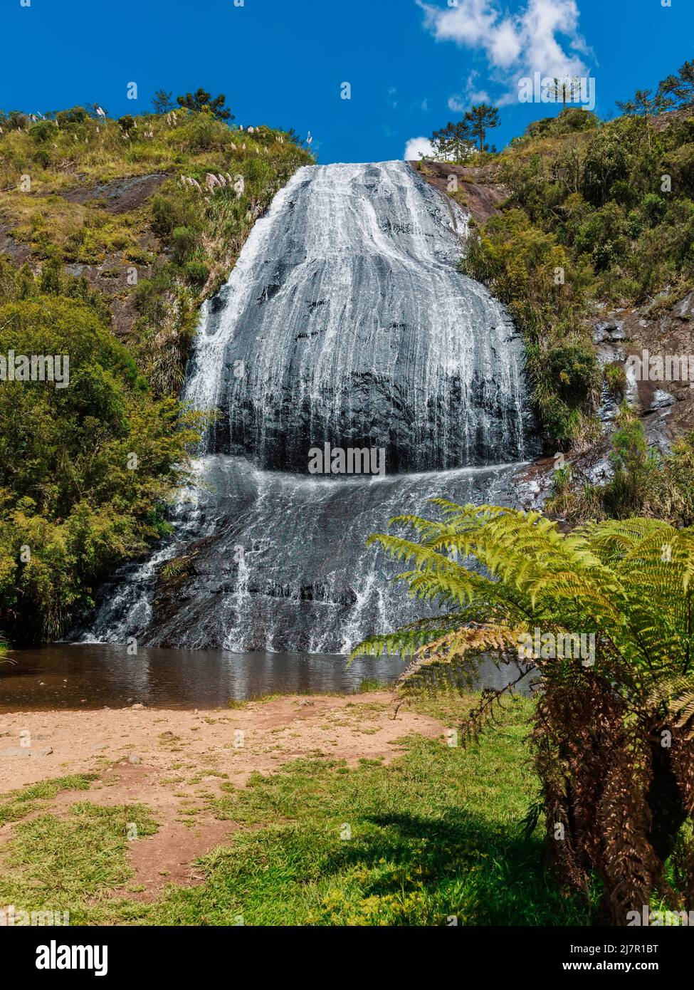 Popular park plants hi-res stock photography and images - Alamy