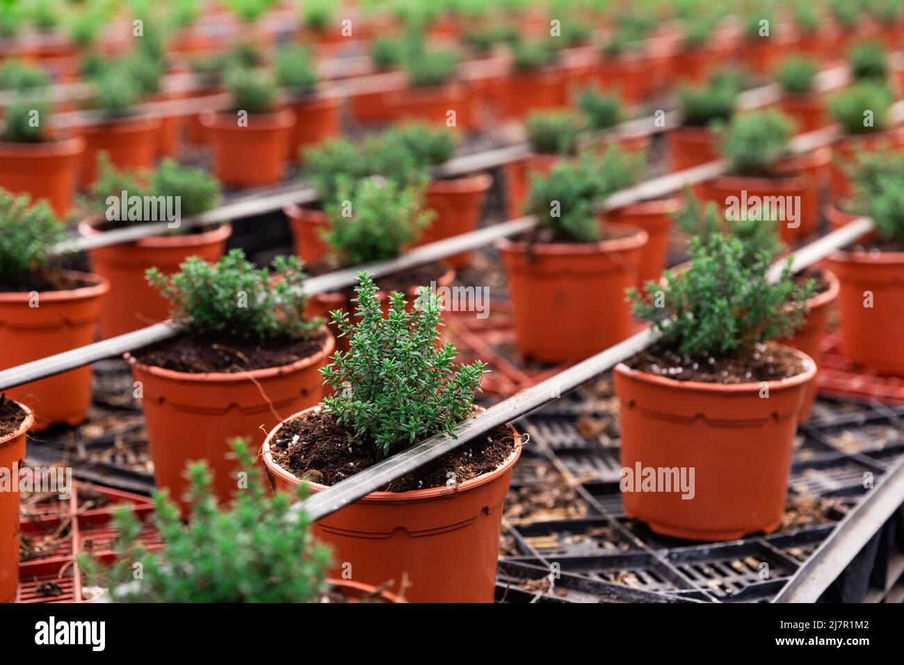 Growing fresh organic thyme in rows of pots Stock Photo Alamy