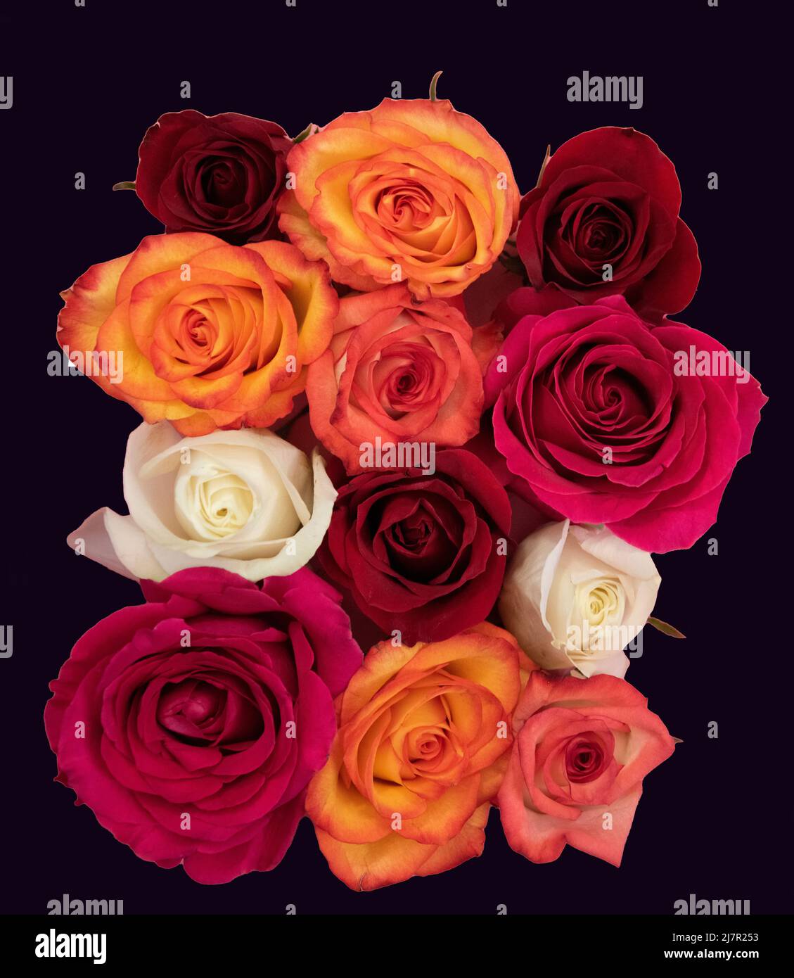 Group of roses in full bloom, just the rose head Stock Photo Alamy