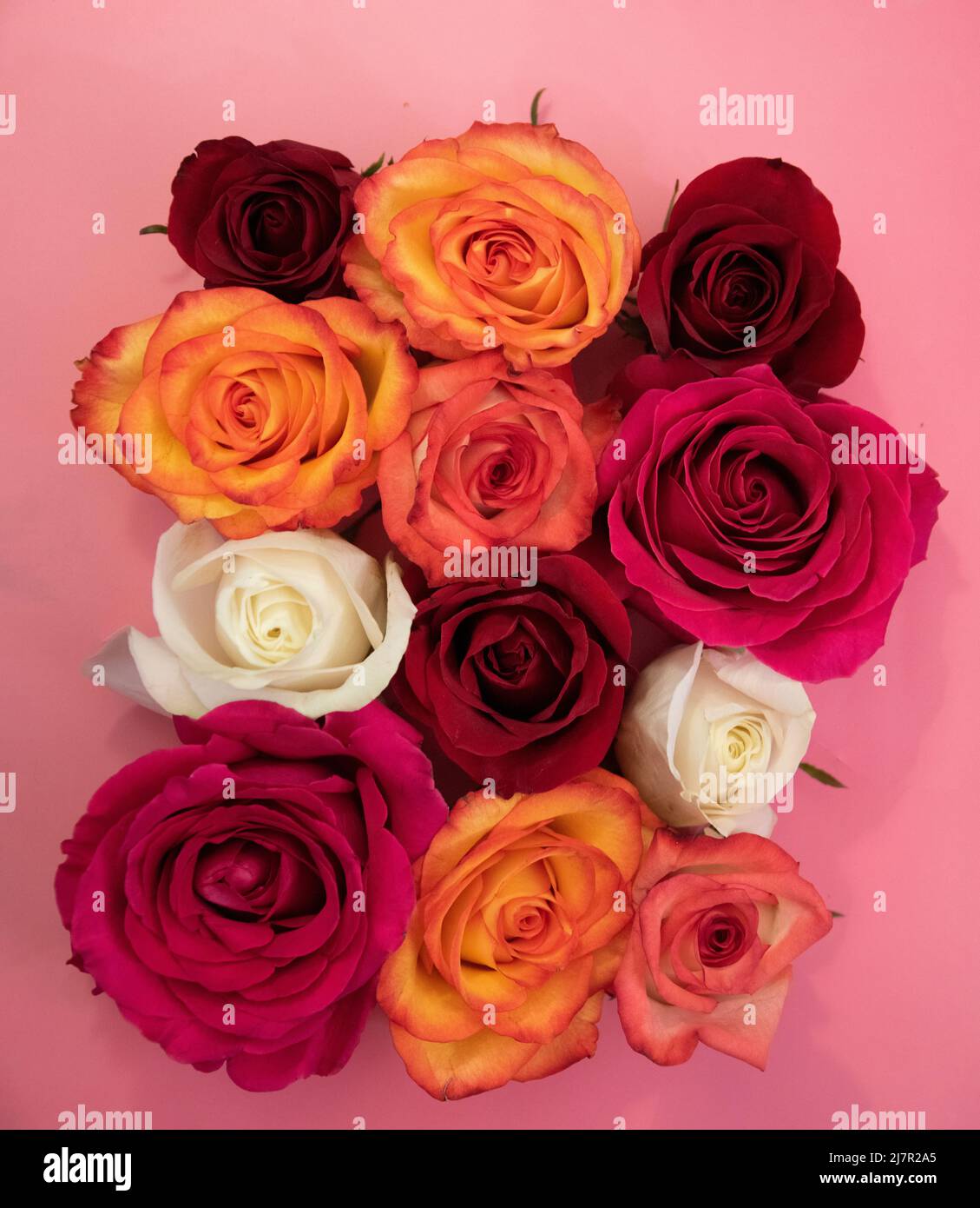 Group of roses in full bloom, just the rose head Stock Photo - Alamy