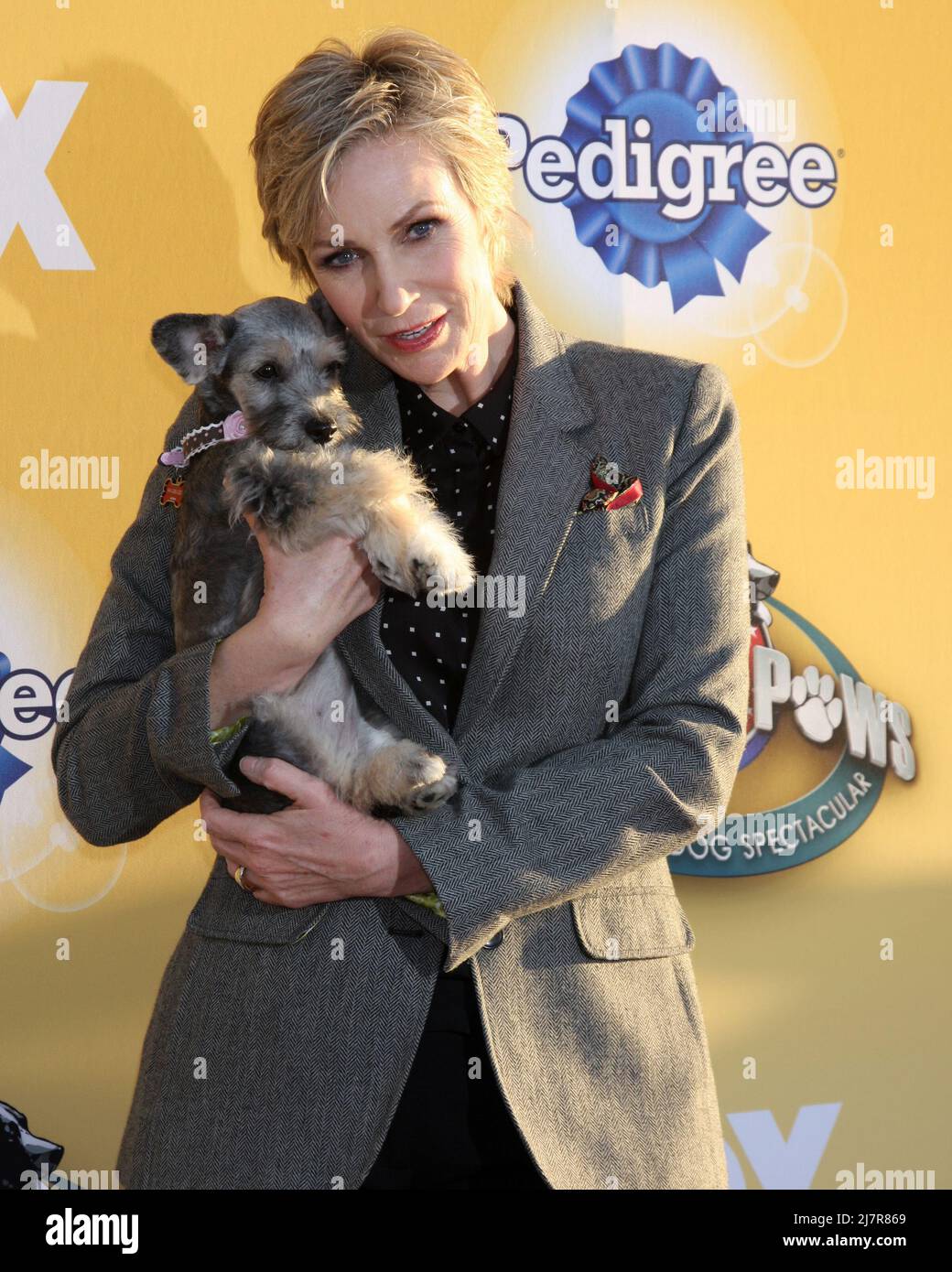 LOS ANGELES - NOV 22:  Jane Lynch at the FOX's 'Cause for Paws:  All-Star Dog Spectacular' at the Barker Hanger on November 22, 2014 in Santa Monica, CA Stock Photo