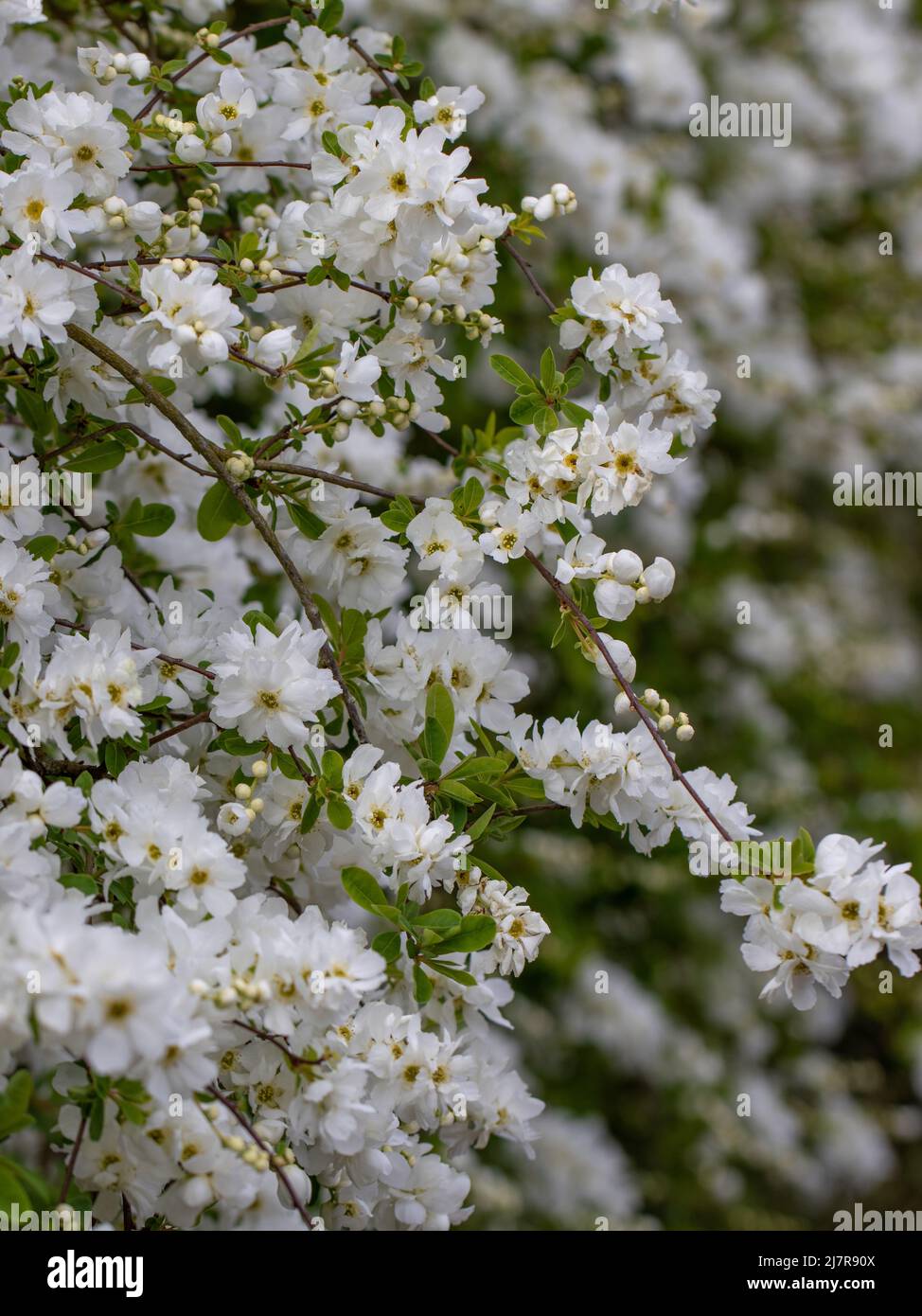 Cluster of hanging Exochorda macrantha The Bride flowers in spring Stock Photo