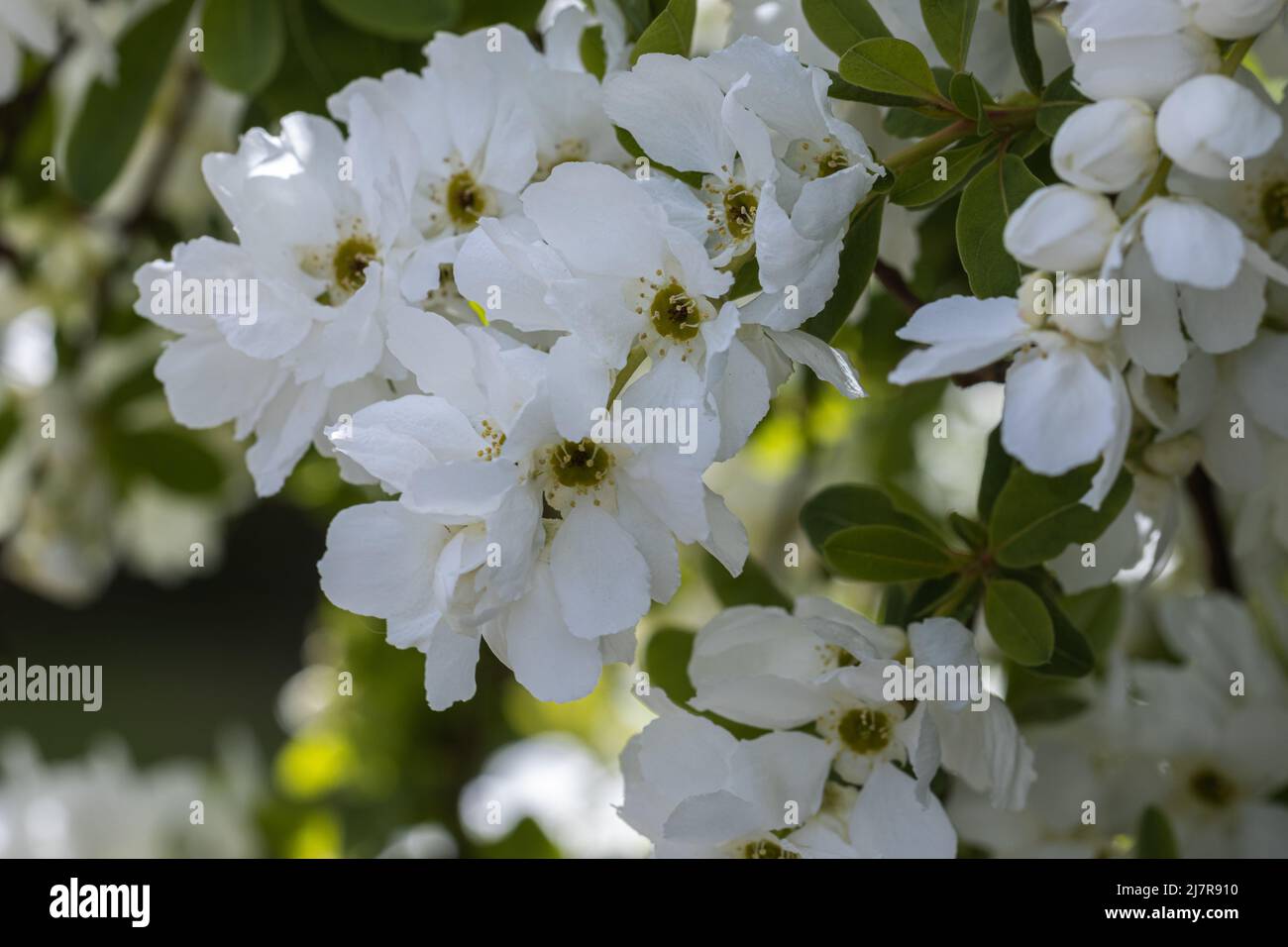 Close up of pure white Exochorda macrantha The Bride flowers in spring Stock Photo