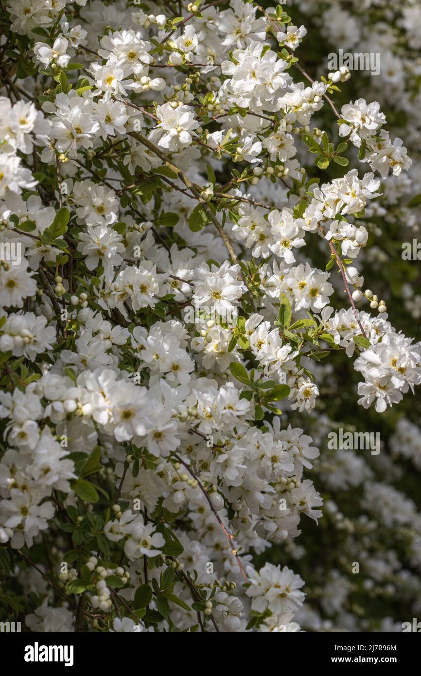 Exochorda macrantha The Bride flowers in spring Stock Photo