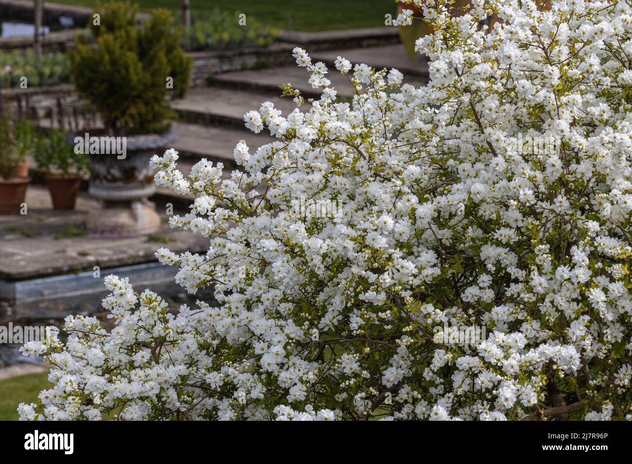 Large Exochorda macrantha The Bride bush in flower in spring Stock Photo