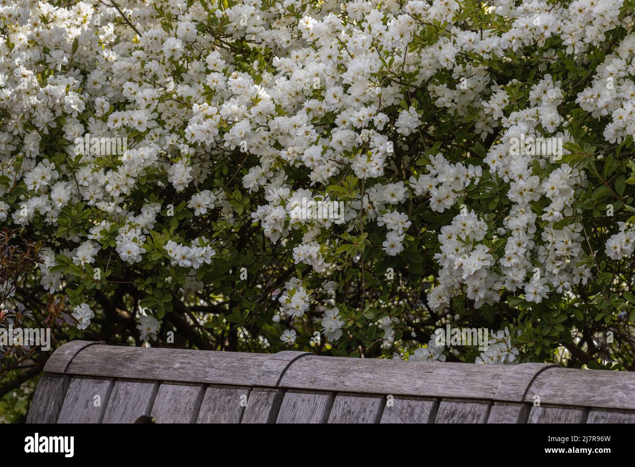 Mass of white Exochorda macrantha The Bride flowers in spring Stock Photo