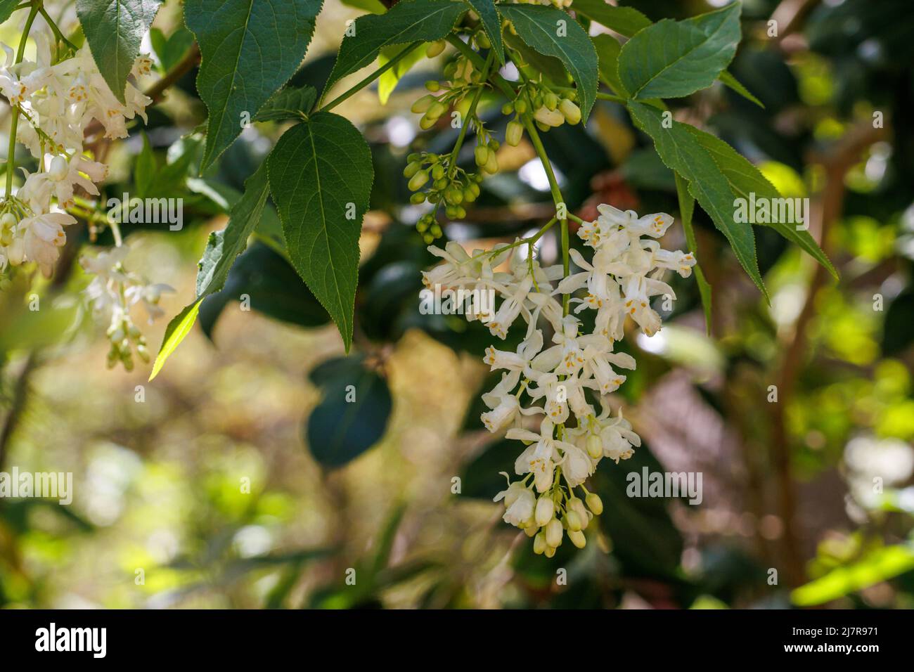 Hanging Staphylea colchicha flowers in spring Stock Photo