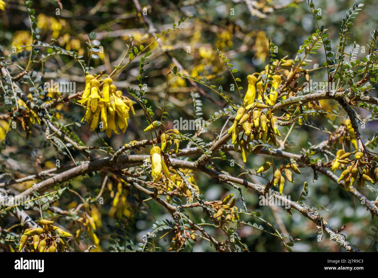 Cluster of Sophora microphylla flowers in spring Stock Photo