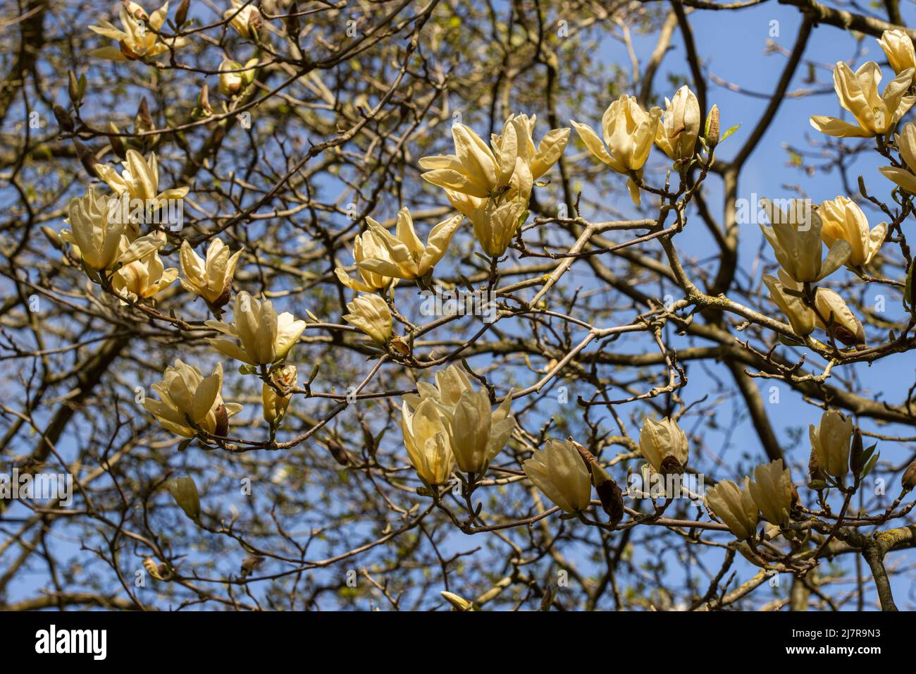 Pale yellow magnolia flower hi-res stock photography and images - Alamy