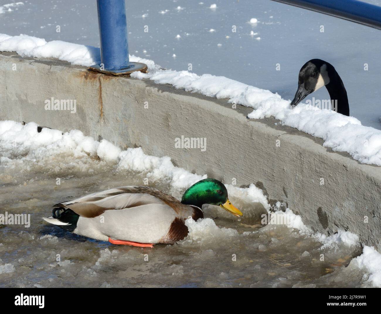 Mallard duck and Canada goose drinking water from melting snow Stock Photo
