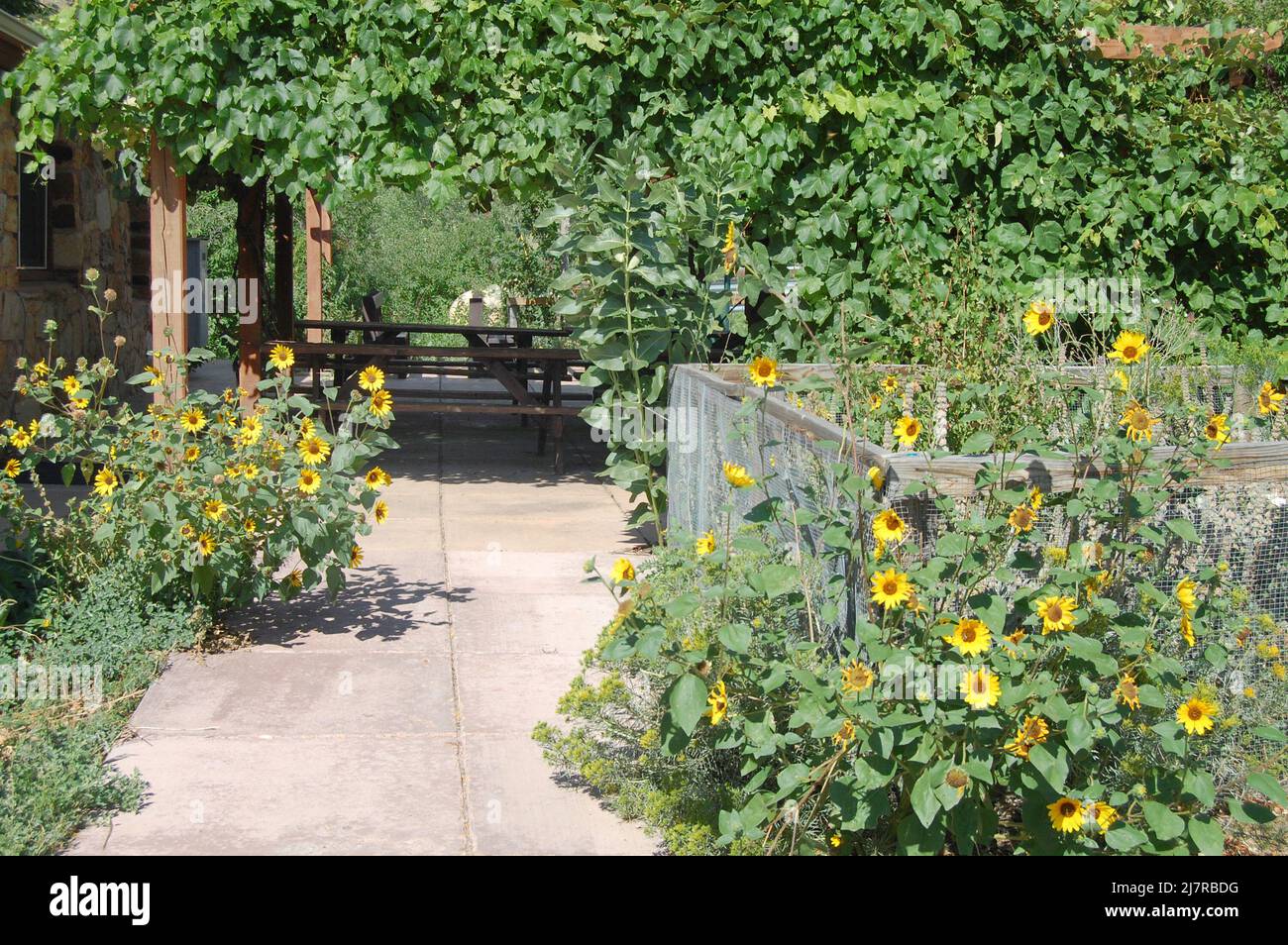 Wild overgrown garden with yellow daisies and sidewalk and leaves Stock Photo