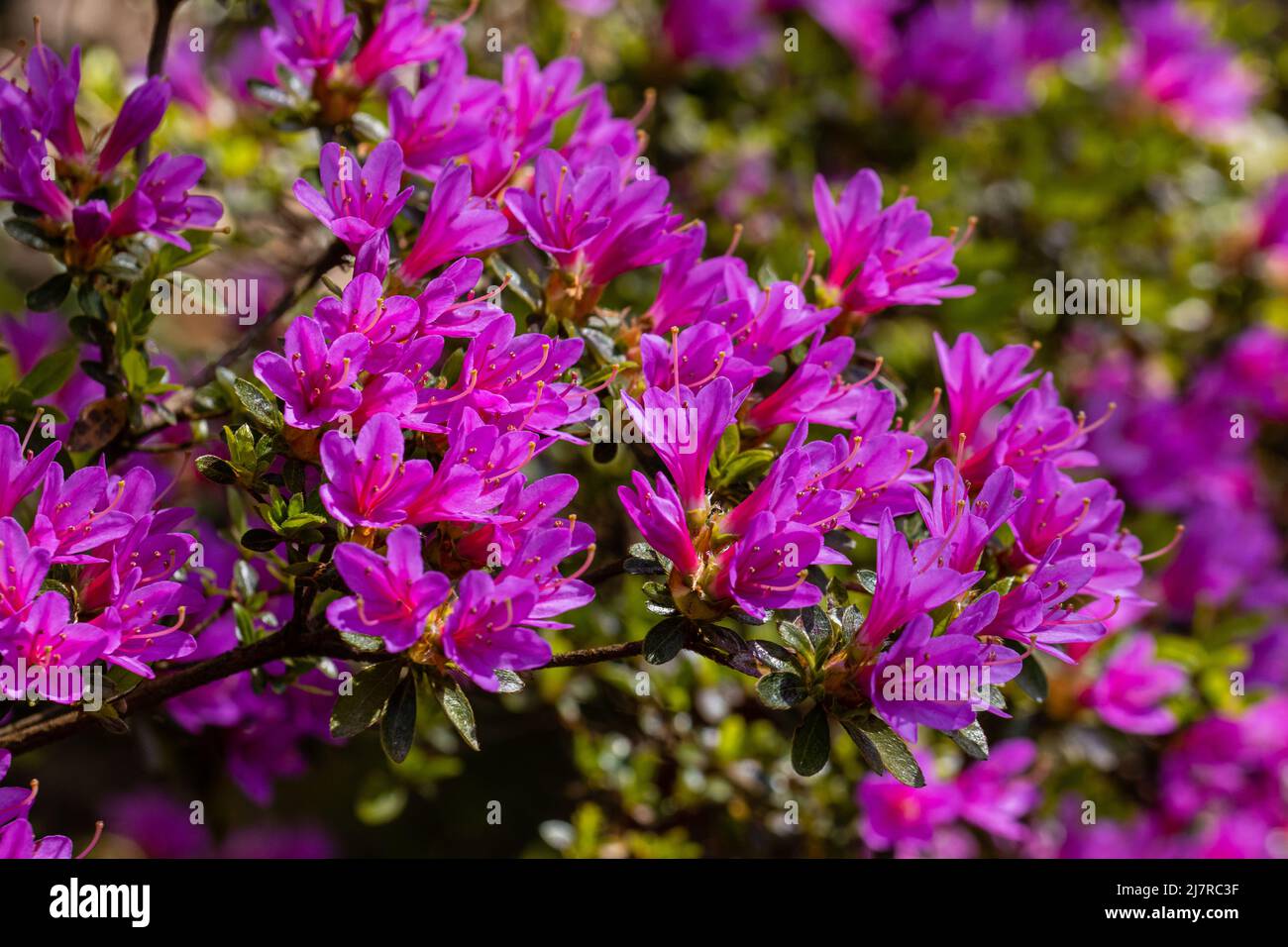 Group of purple Rhododendron Kurume flowers in spring Stock Photo