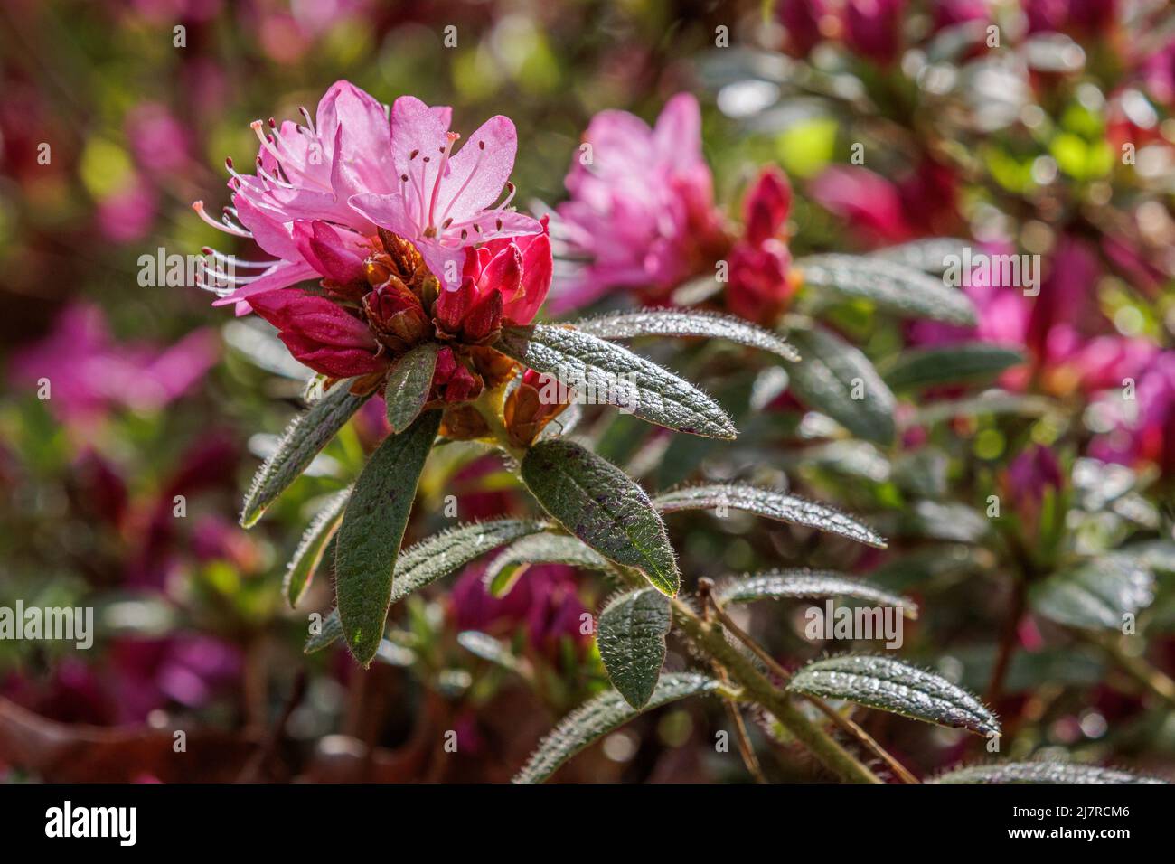 Close up of bright pink Rhododendron scabrifolium flowers in spring Stock Photo