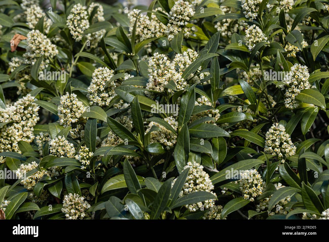 Cluster of Skimmia x confusa Kew Green flowers Stock Photo