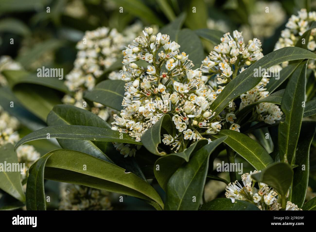 Close up of Skimmia x confusa Kew Green flowers Stock Photo