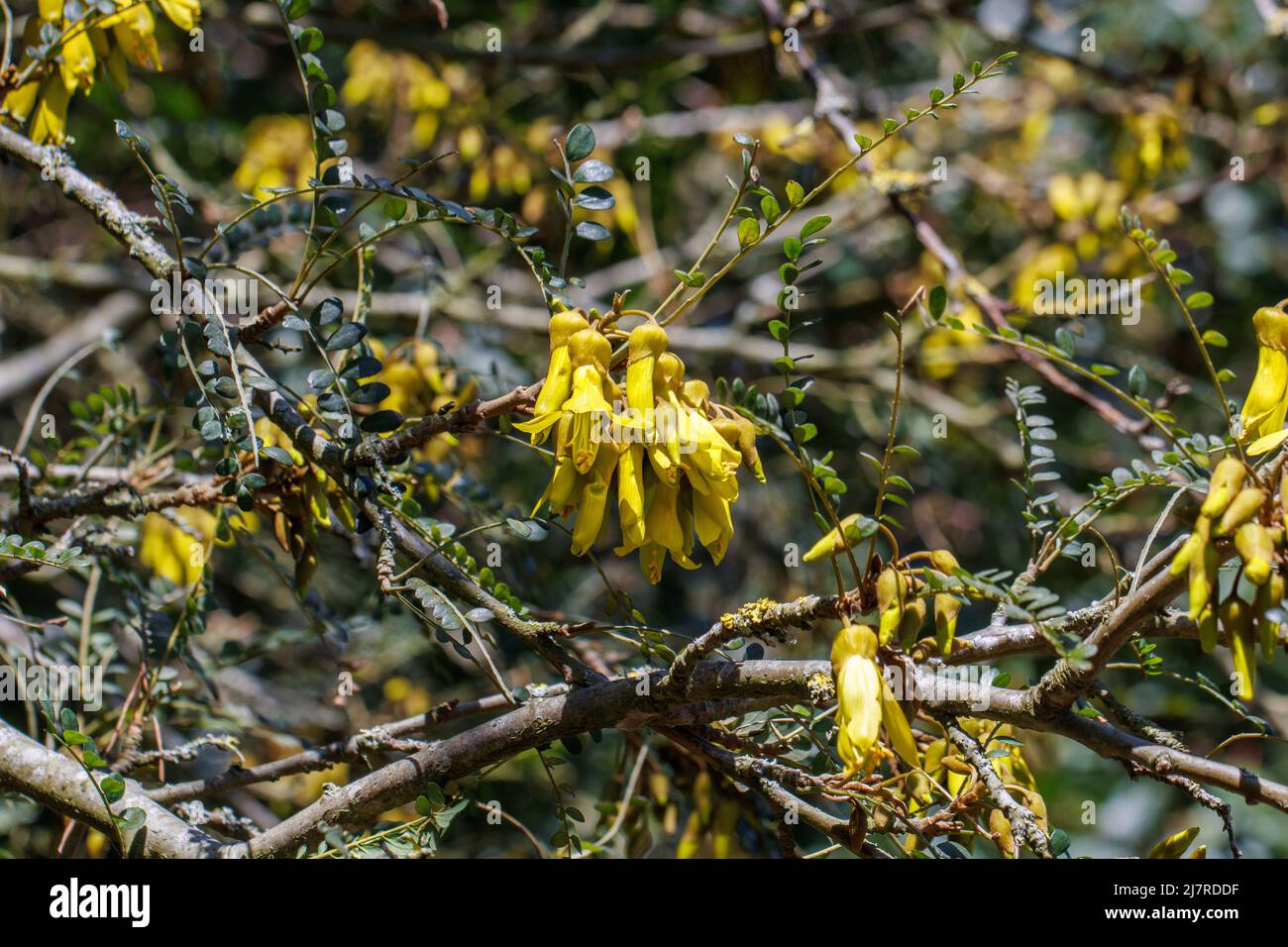 Close up of Sophora microphylla flowers in spring Stock Photo