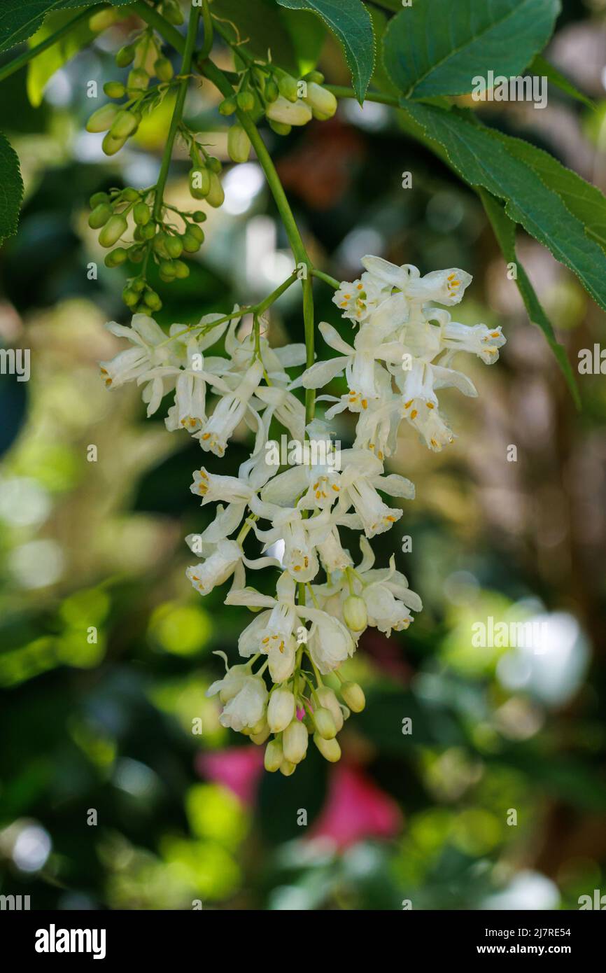 Close up of unusual Staphylea colchicha flowers Stock Photo