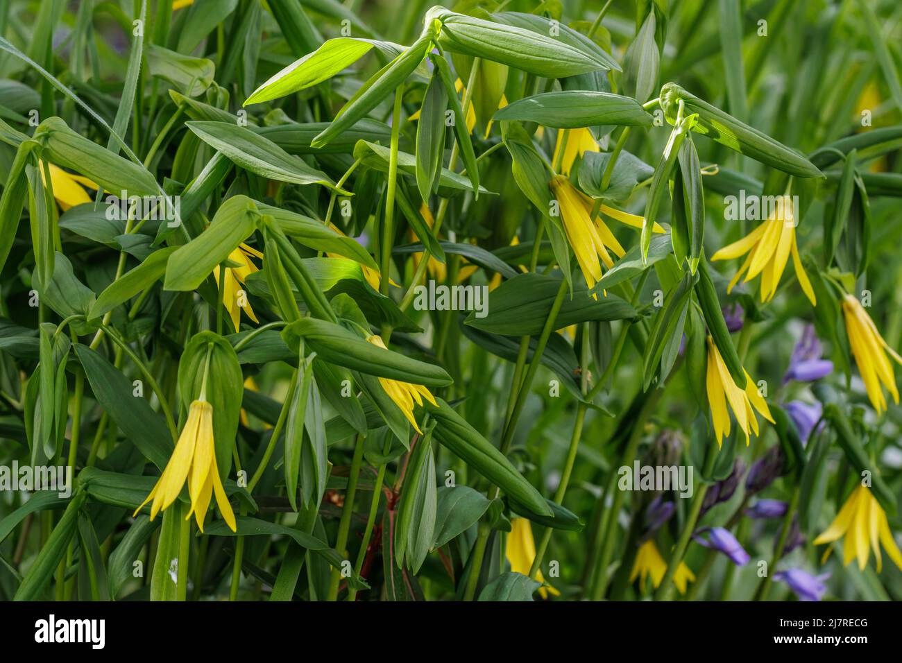 Yellow Uvularia grandiflora flowers in spring Stock Photo