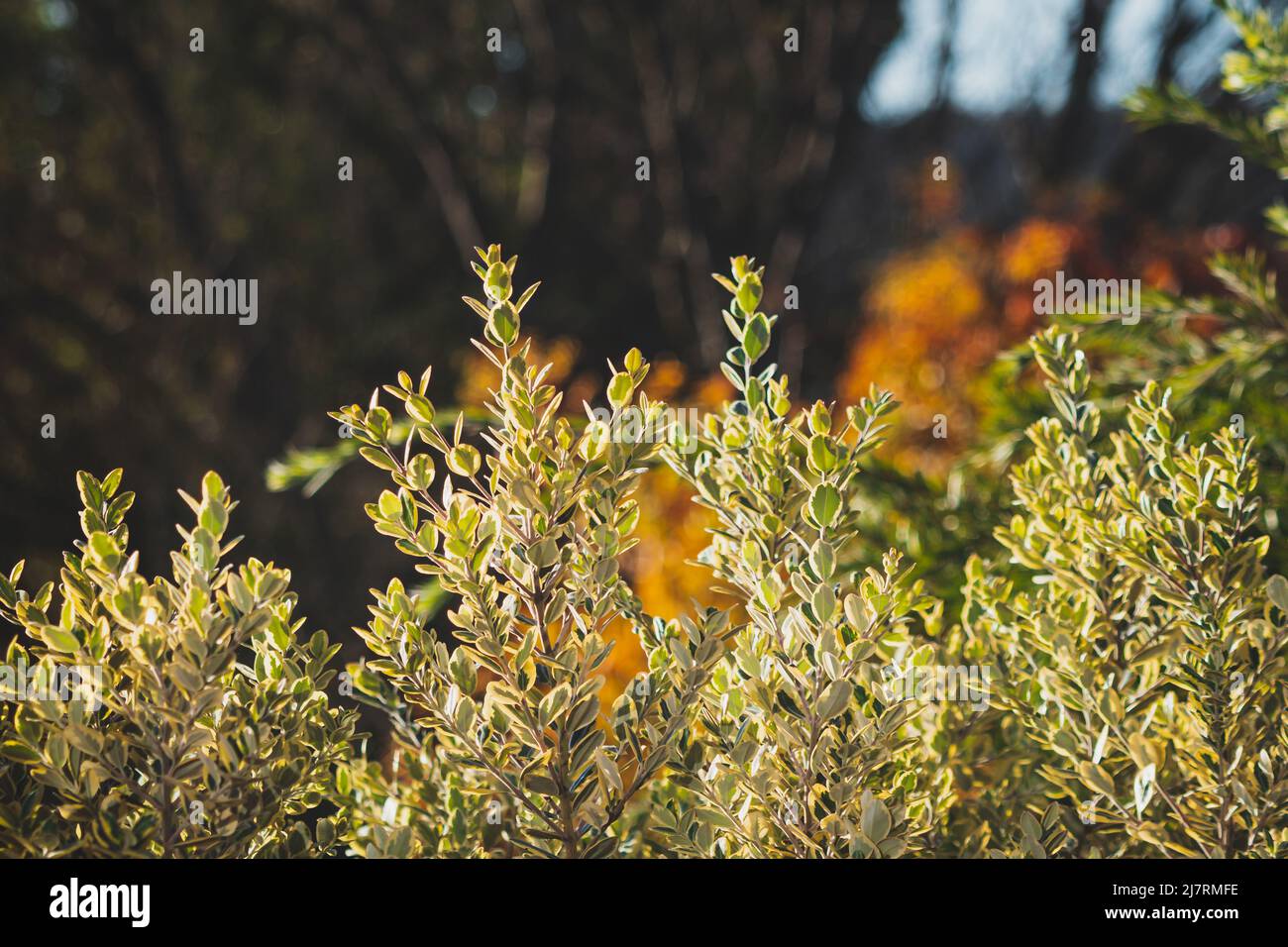 New Zealand Christmas bush plant outdoor in sunny backyard with golden