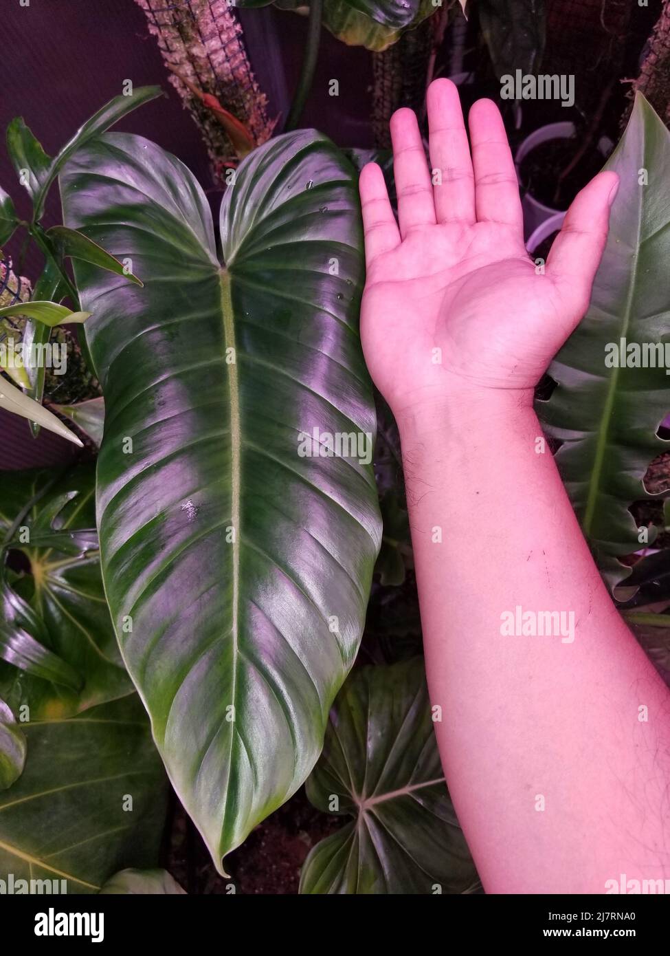 philodendron white princess Marble White Princess Philodendron – Plant Vault Wholesale main image 0