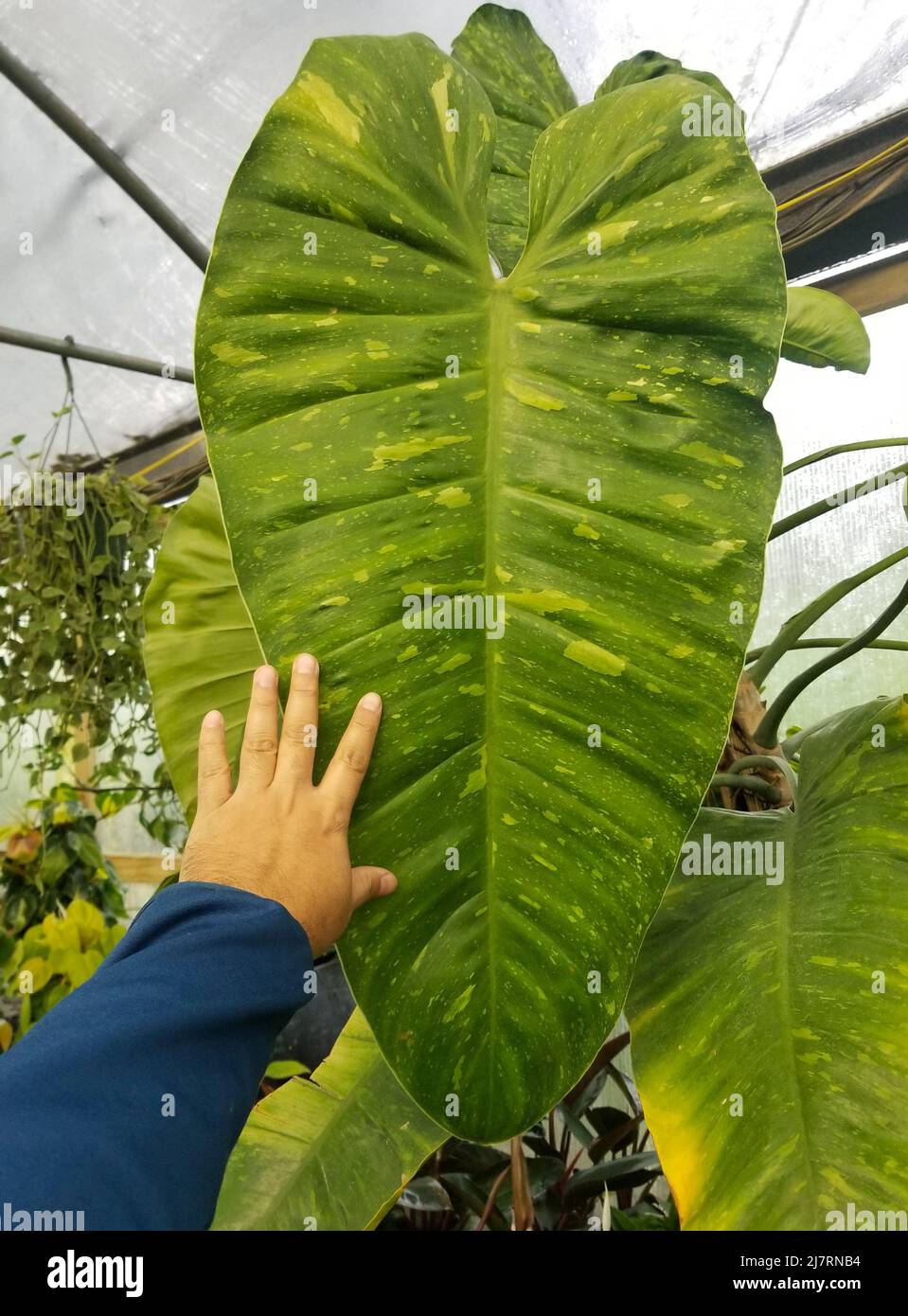 A massive leaf of Philodendron Jose Buono, a climbing tropical plant Stock  Photo - Alamy
