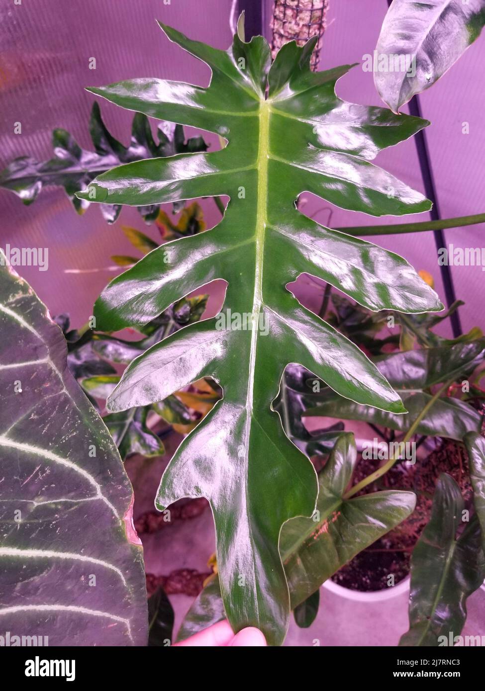 Beautiful and shiny fenestrated green leaf of Philodendron Bob Cee Stock  Photo - Alamy