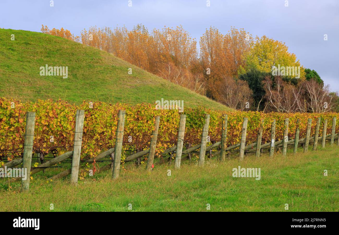 An vineyard in autumn, with a row of trees in the background. Hawke's Bay, New Zealand Stock Photo