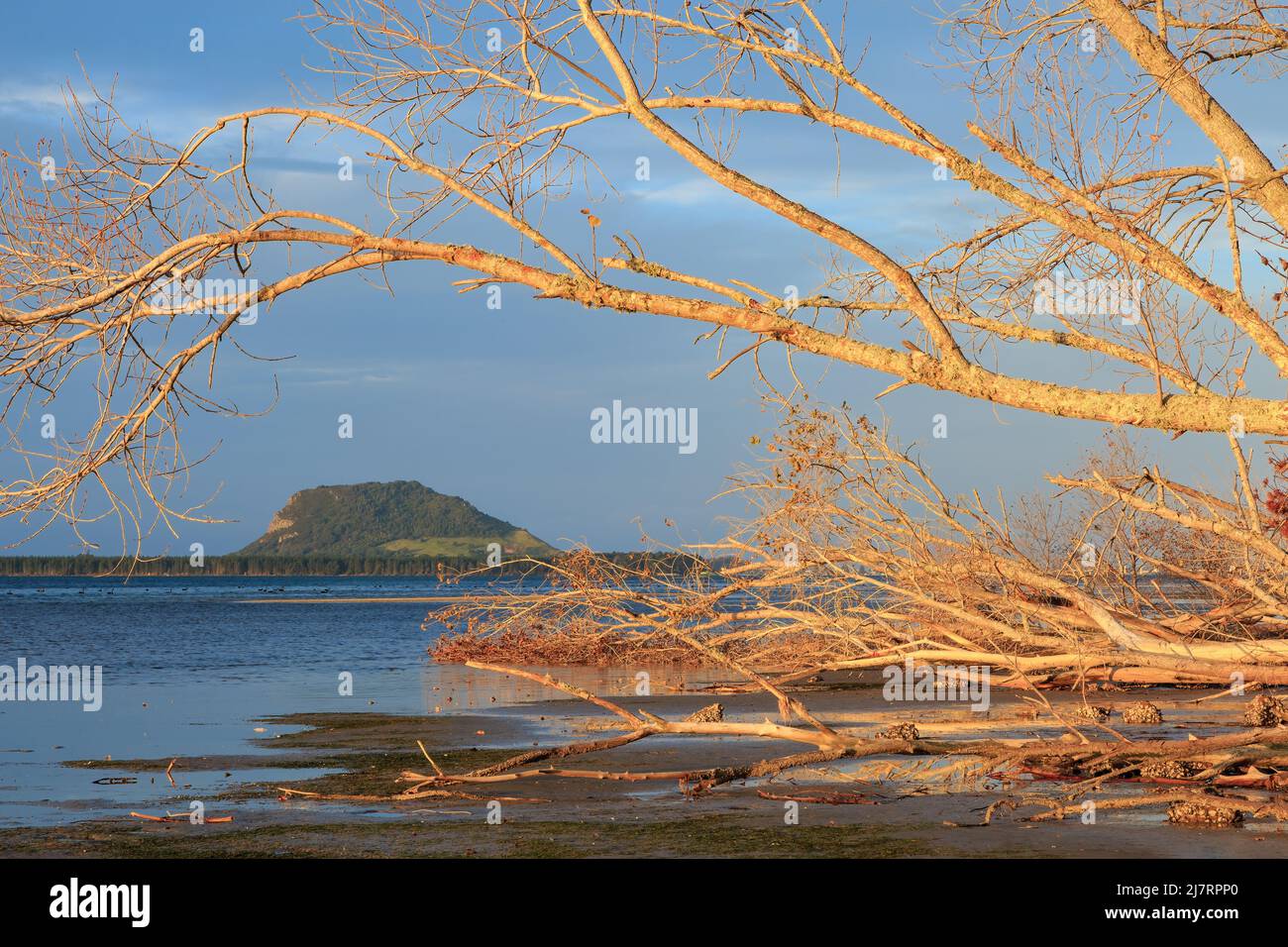 Mount Maunganui, New Zealand, framed by trees on the other side of Tauranga Harbour Stock Photo