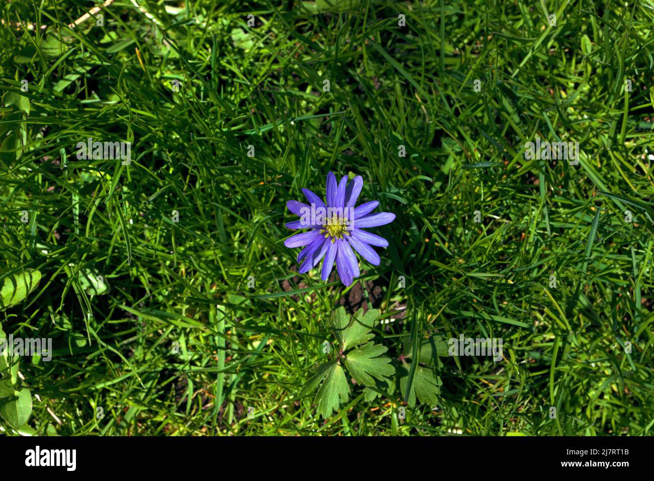 Single Anemone blanda, Balkan anemone, Grecian windflower purple flower standing out in green grass Stock Photo
