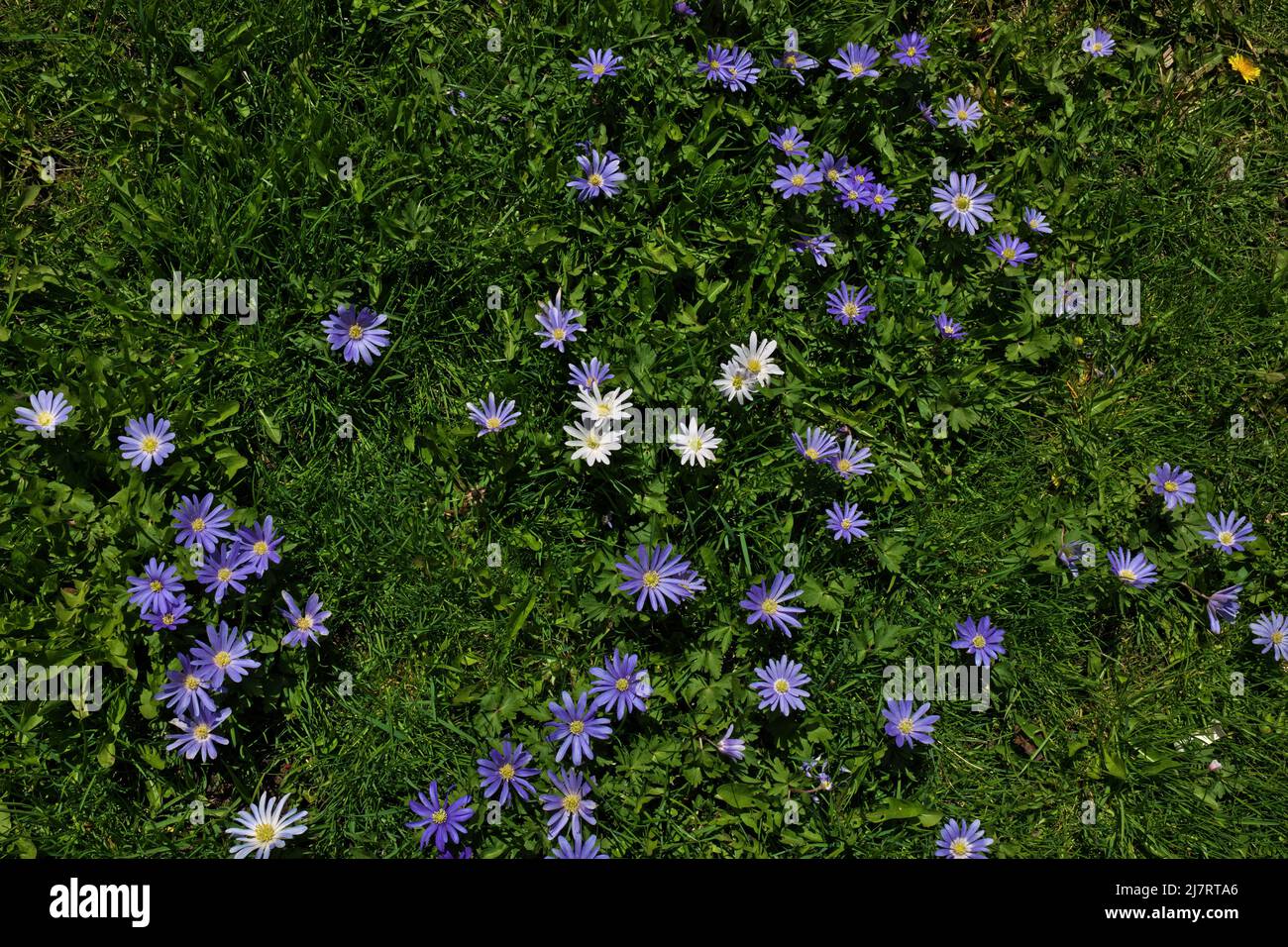Anemone blanda, Balkan anemone, Grecian windflower purple flower standing out in green grass Stock Photo