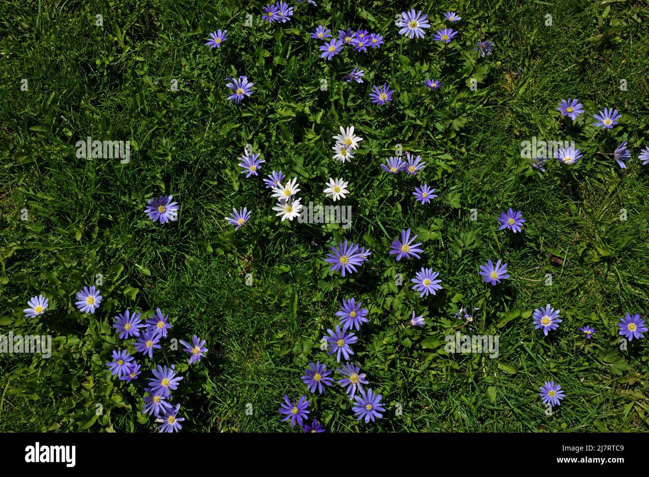 Anemone blanda, Balkan anemone, Grecian windflower purple flower standing out in green grass Stock Photo