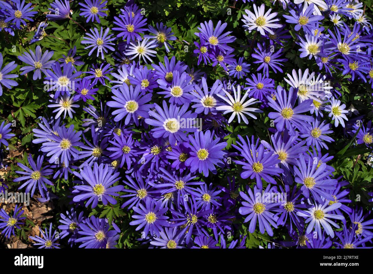 Anemone blanda, Balkan anemone, Grecian windflower or winter windflowers directly above Stock Photo