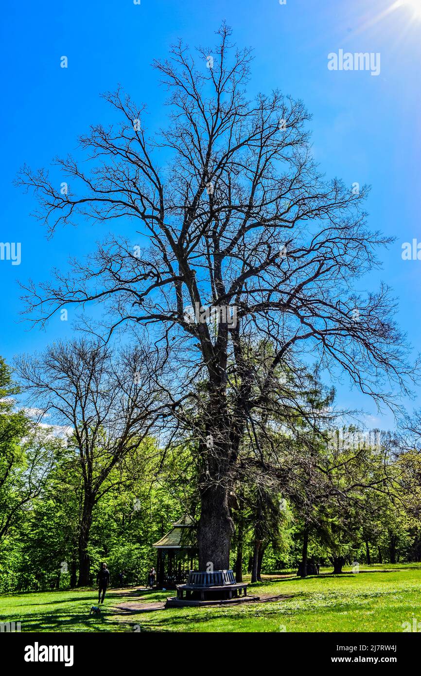 The tallest oak in the dendrological park in Uman Stock Photo - Alamy