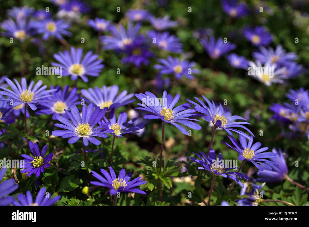 Anemone blanda, Balkan anemone, Grecian windflower or winter windflower with purple blue flowers Stock Photo