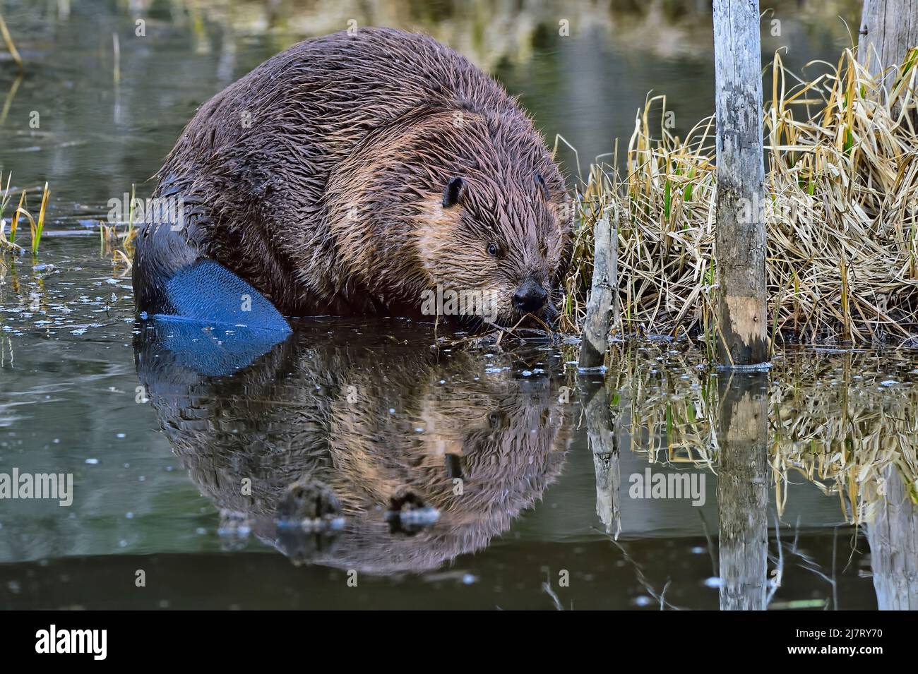An adult beaver (Castor canadensis), feeding on green water plants in
