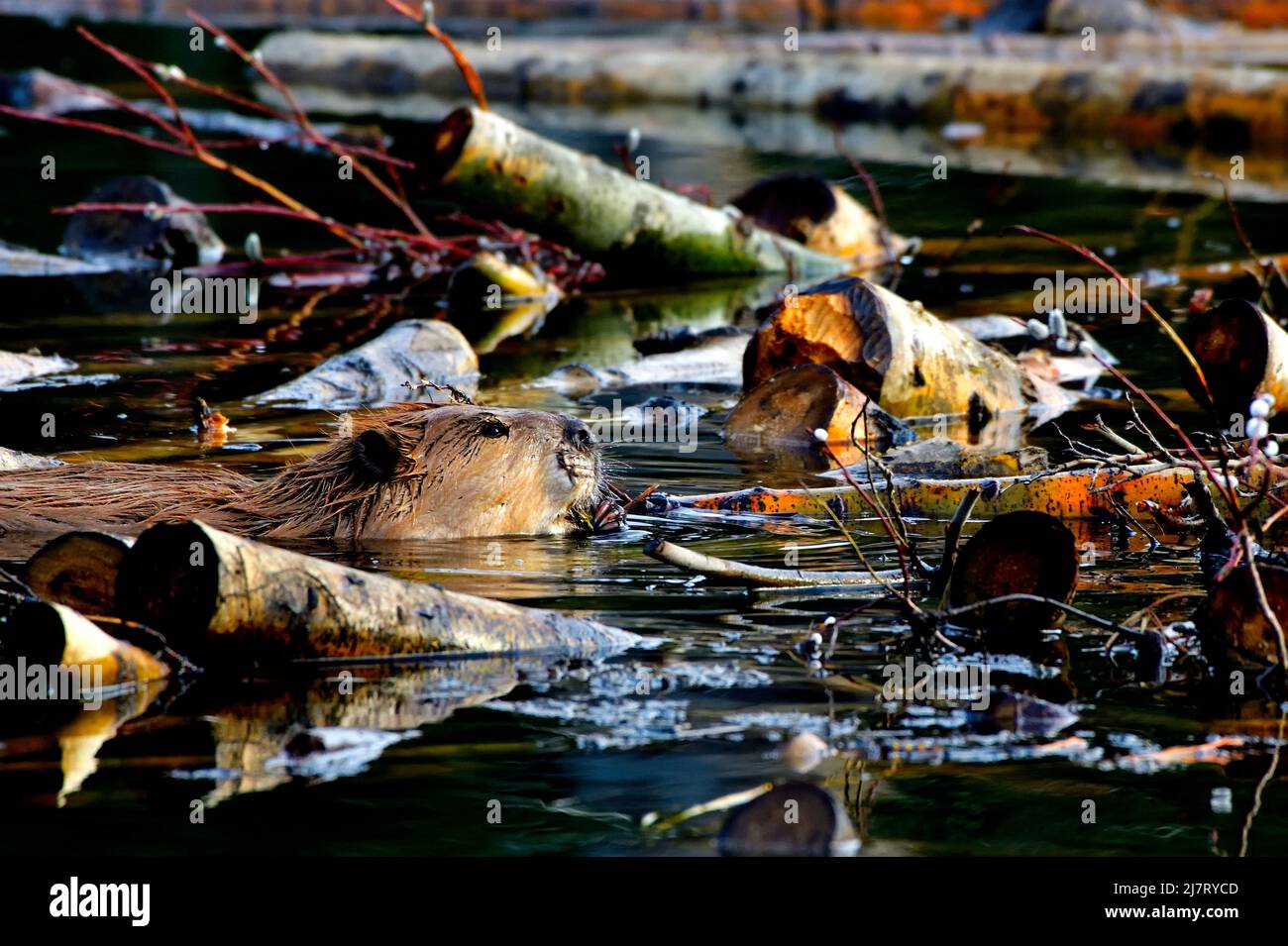 An adult beaver (Castor canadensis), feeding in his winter food supply in beaver pond habitat in rural Alberta Canada. Stock Photo