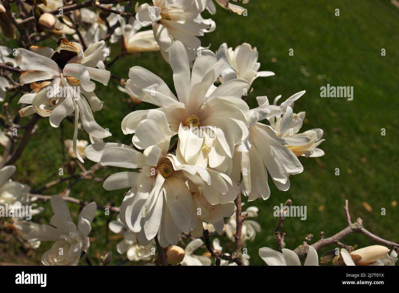 Close up magnolia blossoms hi-res stock photography and images - Alamy