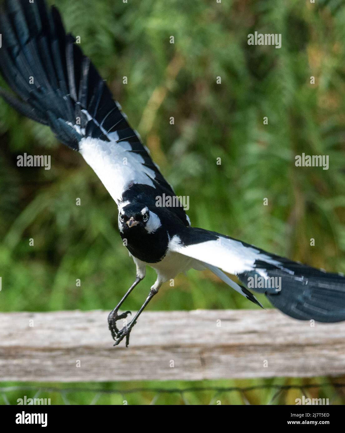 An Angry Male Magpie-lark Grallina cyanoleuca, aka Peewee. Stock Photo