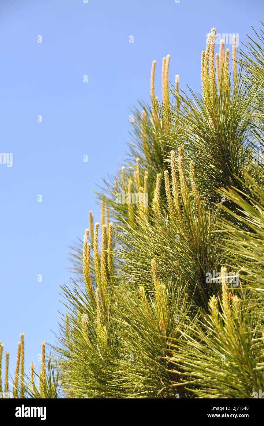 Needle leaf pine tree in its natural environment, pine tree in nature